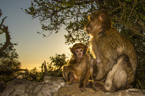 Barbary macaque, Macaca sylvanus, on Gibraltar rock. These monkeys are the only wild primates on the European continent.