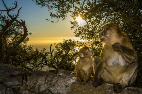 Barbary macaque, Macaca sylvanus, on Gibraltar rock. These monkeys are the only wild primates on the European continent.