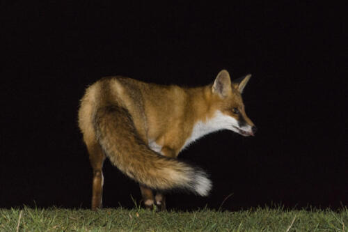 Red fox, Vulpes vulpes, standing in the grass in the night, Biebrza national park.