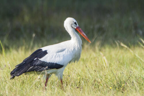 Single White Stork bird in wetlands green grass in Biebrza national park, Poland