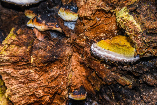 BiogradskaGora_2021-44