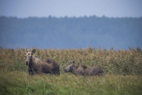 Moose, Alces alces, in the natural environment swamp. Biebrza marshes National Park. The largest mammal hoofed on swamps.