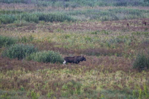 Moose, Alces alces, in the natural environment swamp. Biebrza marshes National Park. The largest mammal hoofed on swamps.