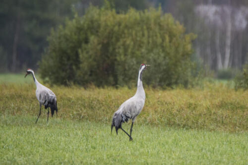 Common crane, Grus grus, in Biebrza national park, Poland