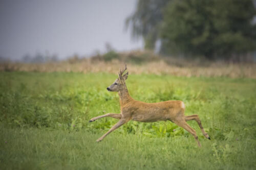 Roe deer, Capreolus capreolus in Biebrza national park, Poland