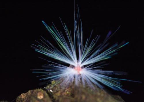 GunungMULU2Central 17