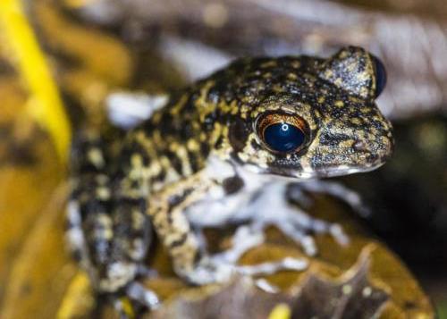 GunungMULUmakro3100 23