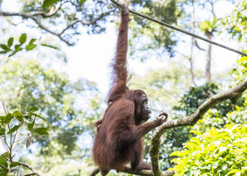 Orangutan1 1