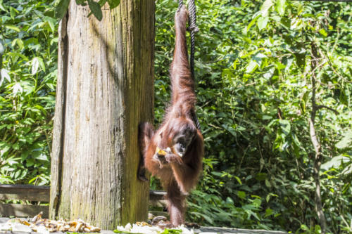 Orangutan1 2