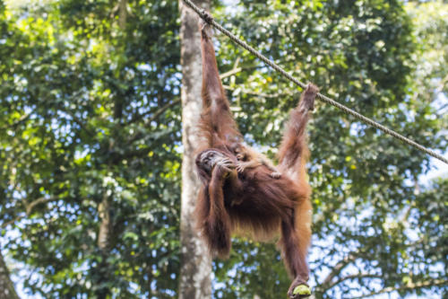 Orangutan1 8