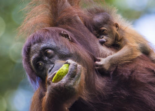 Orangutan2 1